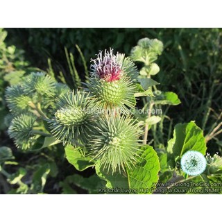 5GR 400.HẠT Hạt Giống Ngưu Bàng Củ Ngắn 35cm (| C25*X31)