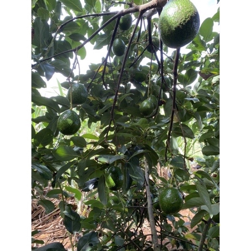 Bơ booth sạch hàng sẵn tại HCM