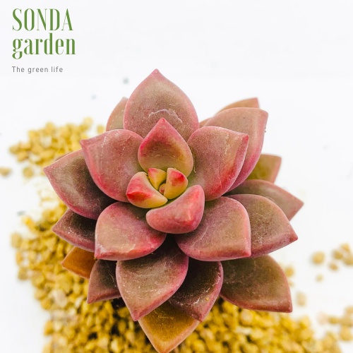 Sen đá đá nâu SONDA GARDEN size mini 2.5-4cm, xuất xứ Đà Lạt, khoẻ đẹp, lỗi 1 đổi 1