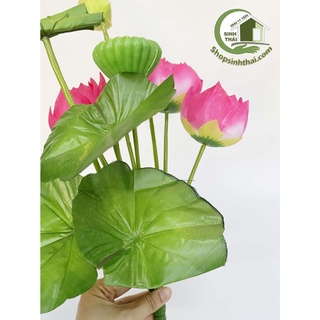 Hoa sen giả - Bụi sen lá cuốn lớn