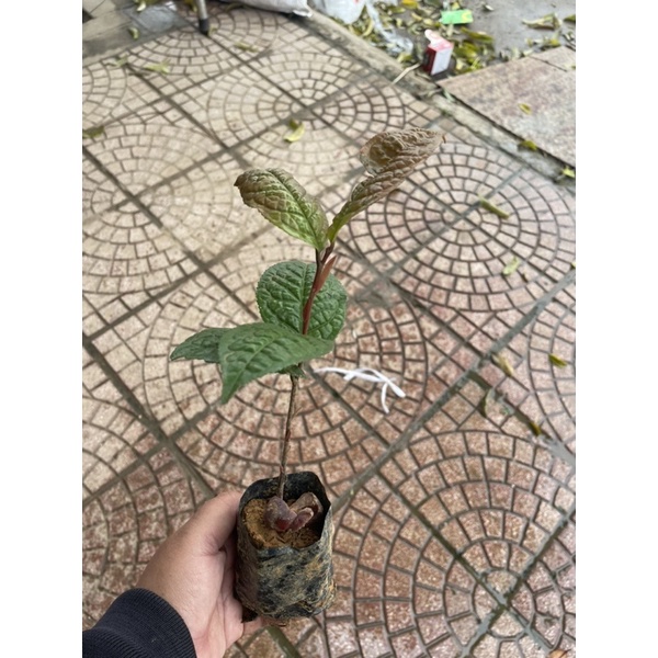 Cây giống trà hoa vàng chè hoa vàng hạt