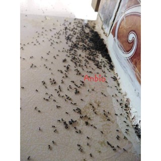[DIỆT SẠCH] THUỐC DIỆT KIẾN GIÁN SINH HỌC ANBIO