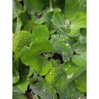 Bèo cái - Cây thủy sinh (1 gói 5 gốc)