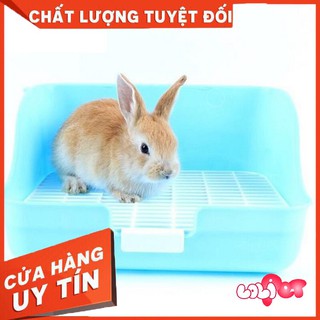 Khay Vệ Sinh Guinea Pig - Thỏ
