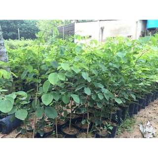 cây trắc đỏ giống cao 50-60cm