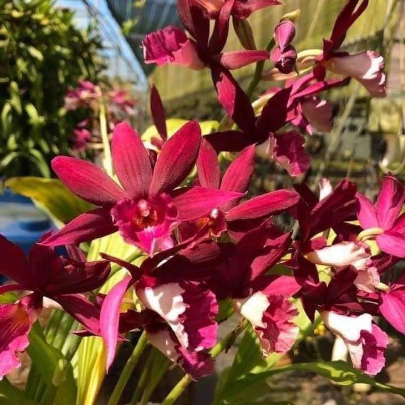 Hoa lan địa lan hạc đỉnh đỏ trưởng thành sắp hoa