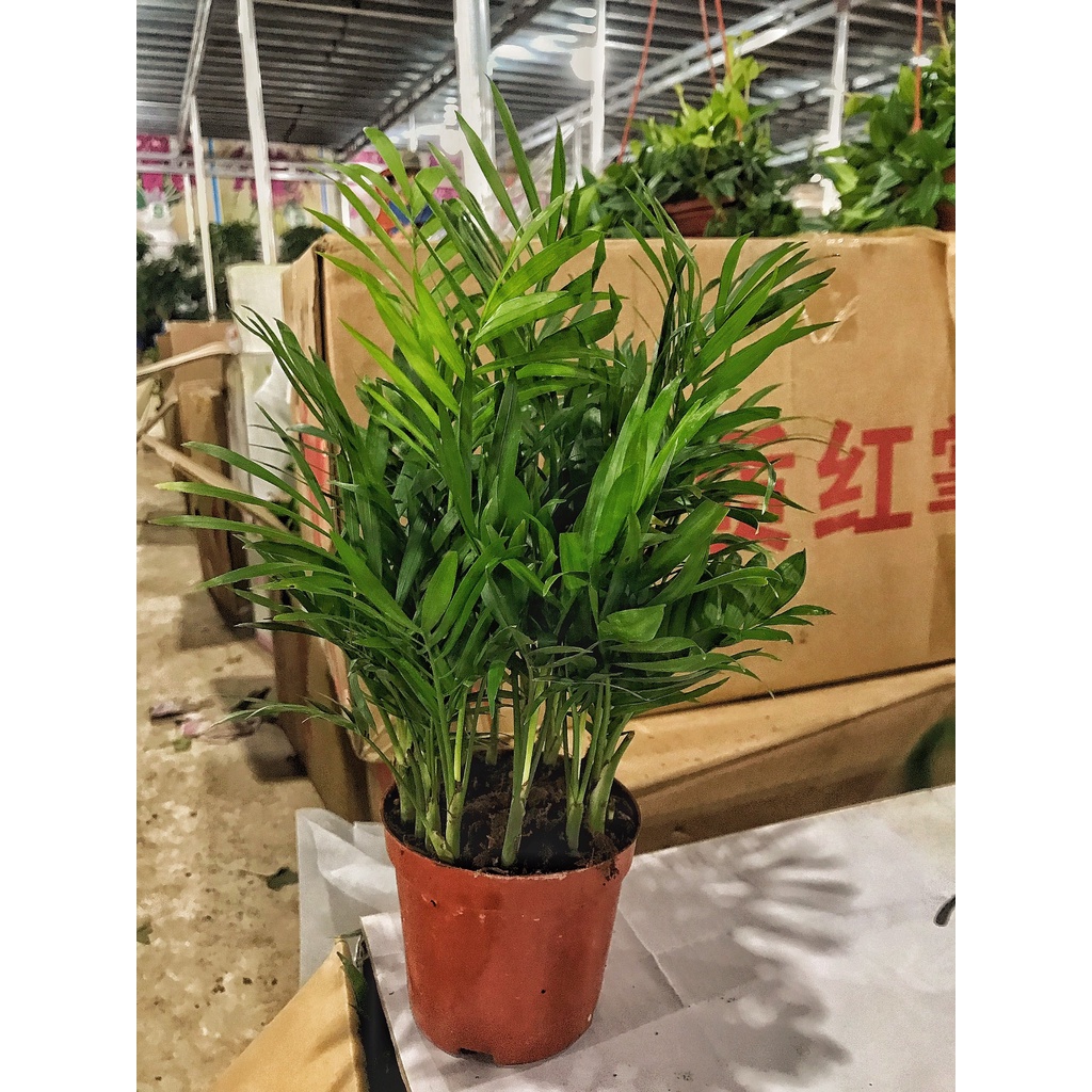 Cau tiểu châm mini ⚡️GIÁ GỐC TẠI VƯỜN⚡️ cao 20cm nhiều tán lá xanh mướt, phong thuỷ mang lại niềm may mắn và hạnh phúc