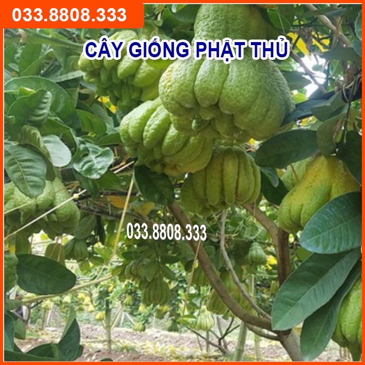 CÂY GIỐNG PHẬT THỦ SIÊU TRÁI