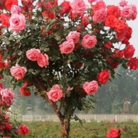 Hạt giống hoa hồng thân gỗ nhiều màu - gói 20 hạt-tặng kèm gói kích mầm--HGNN