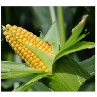 bắp ngô, bắp trái 3 trái 21k bắp ngô bán trái