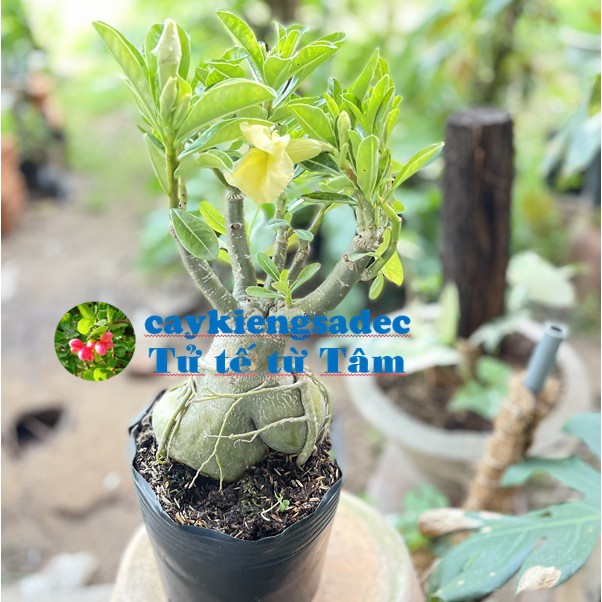 Caykiengsadec - cây sứ Thái  - tặng phân bón cho cây mau lớn- hoa kiểng lá - trang trí nội thất ngoài trời