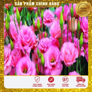 Hạt Giống Hoa Cát Tường Mix( 5 hạt)