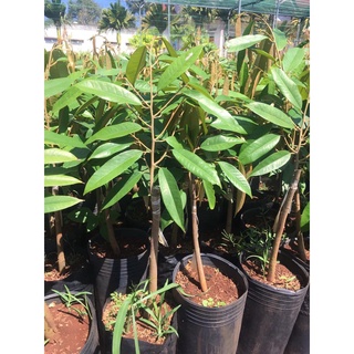 Cây giống sầu riêng ruột đỏ