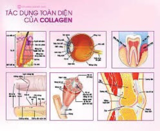 {𝐌𝐚̂̃𝐮 𝐦𝐨̛́𝐢} COLLAGEN YOUTHEORY + 𝐁𝐢𝐨𝐭𝐢𝐧