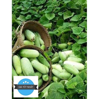 DƯA CHUỘT MÈO ( QUẢ TO ) 10 hạt