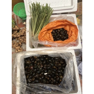 Ốc Vườn 80k/kg