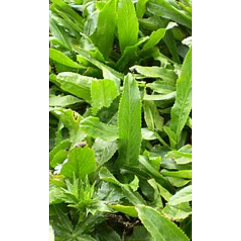 10 cây mùi tàu ( mùi gai)