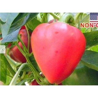 Hạt Giống Ớt Trái Tim - Dày Thịt (Capsicum)