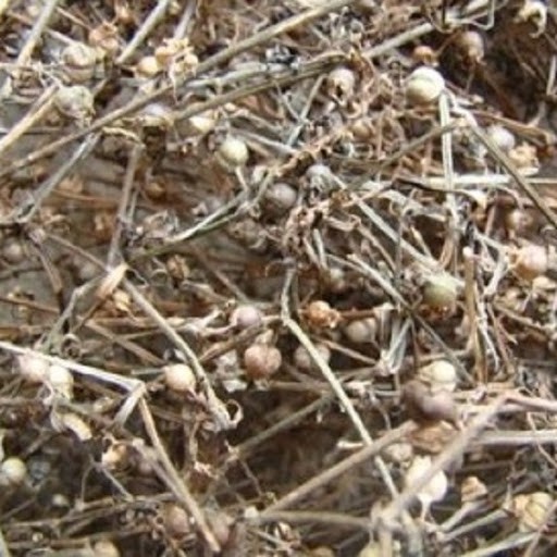 Bạch Hoa Xà Thiệt Thảo Khô 100gram loại thượng hạng DV053