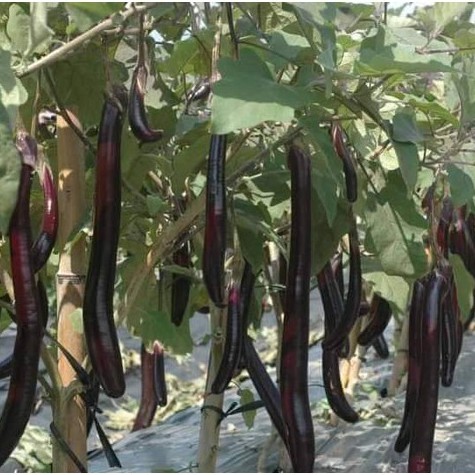 (200-300 hạt) Hạt giống cà tím siêu dài hàng you know seed Thái lan