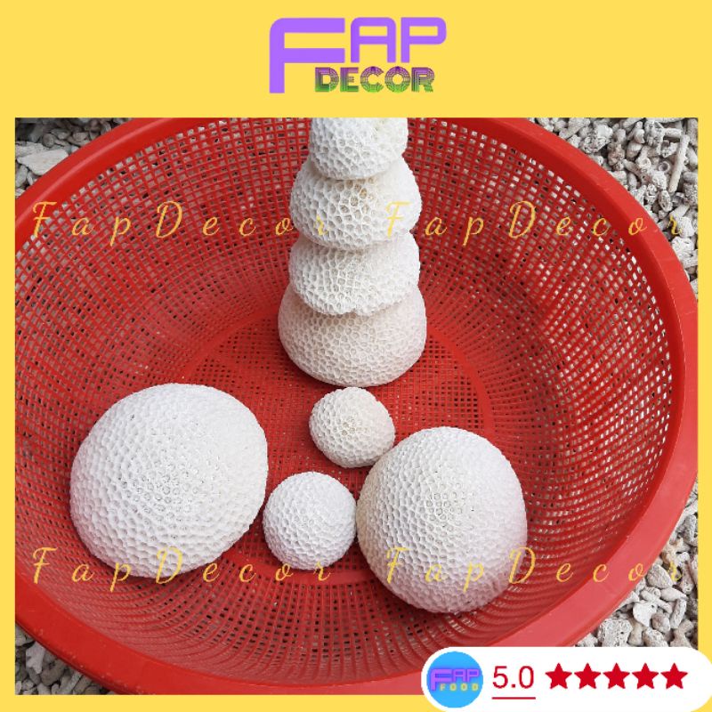San Hô Bánh Bao Biển Thiên Nhiên Trang Trí Bể Cá, Thủy Sinh Trang Trí Nhà Cửa - FapFood