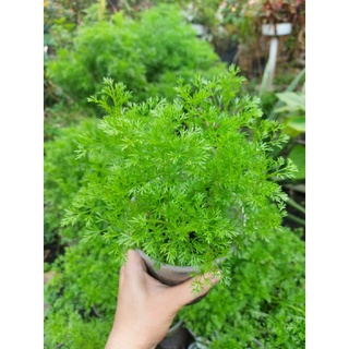 Thì là thân gỗ hay còn gọi thủy tùng