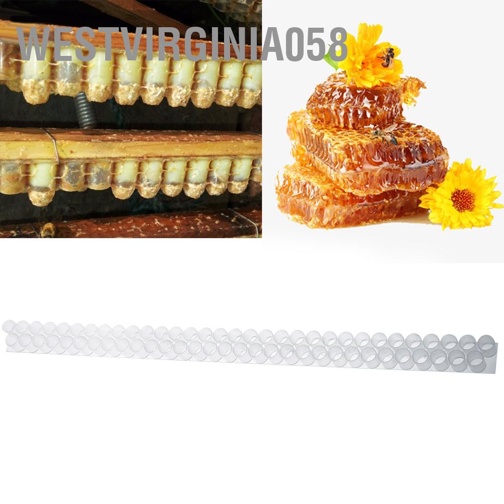 Set 6 Thanh Nhựa 63 Cốc Nuôi Ong Chúa