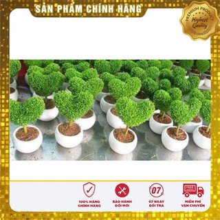 Bộ 2 gói hạt giống cỏ may mắn
