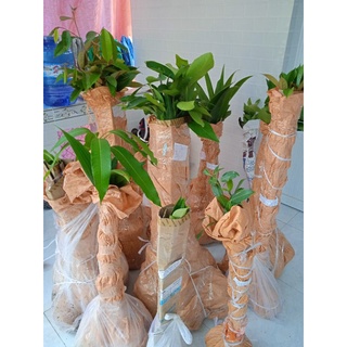 Cây roi đỏ (mận an phước) không hạt