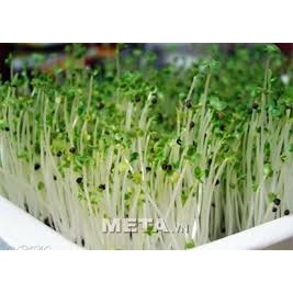 (Gói 150 hạt)Hạt giống mầm giá đỗ dễ trồng kháng bệnh tốt năng suất cao-Tổng kho hạt giống giá rẻ