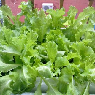 Hạt giống xà lách hè dún chịu nhiệt