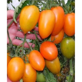 Hạt giống cà chua chuối quả đỏ ( cà chua ngón tay ) 30 hạt (TẶNG gói kích thích hạt nảy mầm)