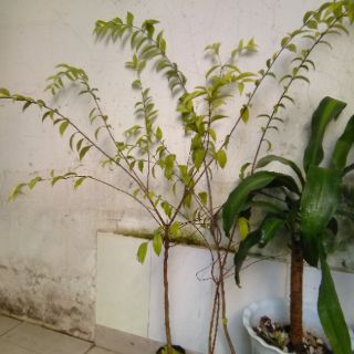 Mai chiếu thủy, loại lá lớn (freeship)