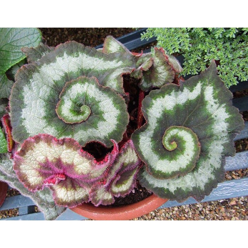 Cây thu hải đường xoắn xanh-Begonia Escargot