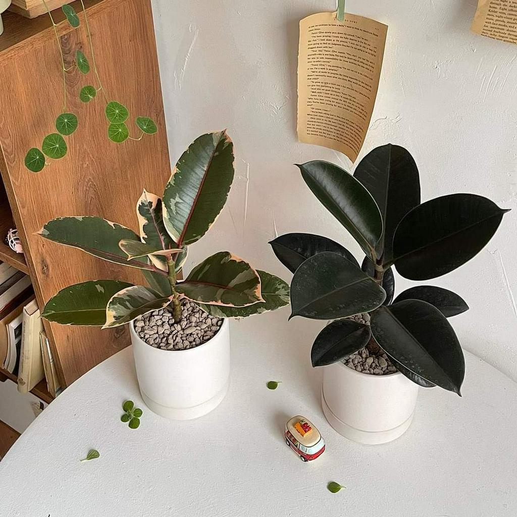 Cây đa búp đỏ MIX CHẬU để bàn