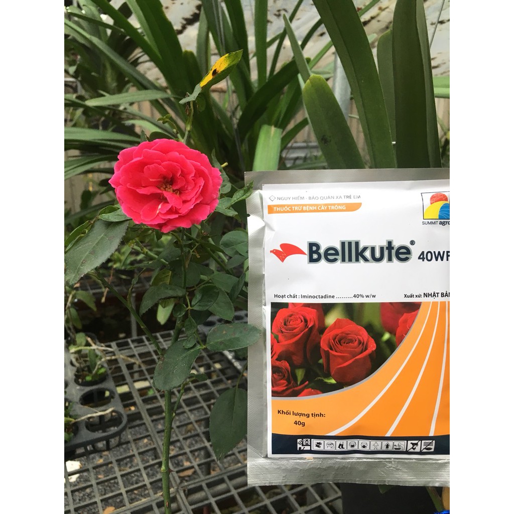 Thuốc trừ bệnh BellKute Trị Phấn Trắng hoa hồng 40gr
