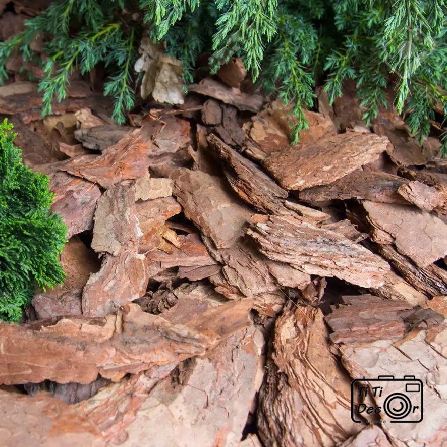 Vỏ Thông Khô TiTi Decor Chụp Ảnh Sản Phẩm Phong Cách Mộc, Vintage Cổ Điển