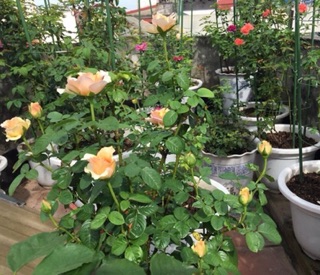 Khung đỡ cho hoa hồng leo 1m2