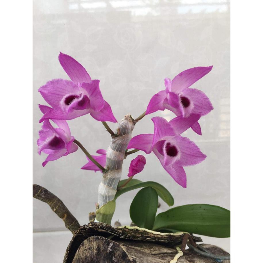 Hoa lan trầm tím điện biên (cây đẳng cấp, cao 20cm)