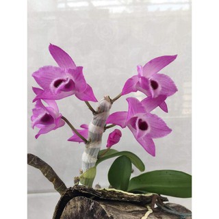 Hoa lan trầm tím điện biên (cây đẳng cấp, cao 20cm)