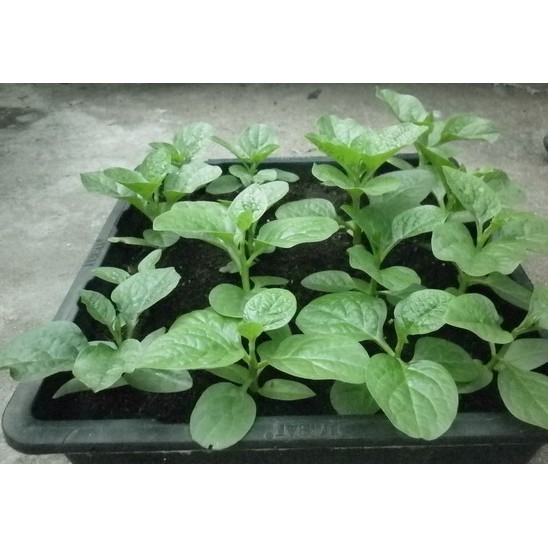 Hạt giống mồng tơi cao sản gói 20gr