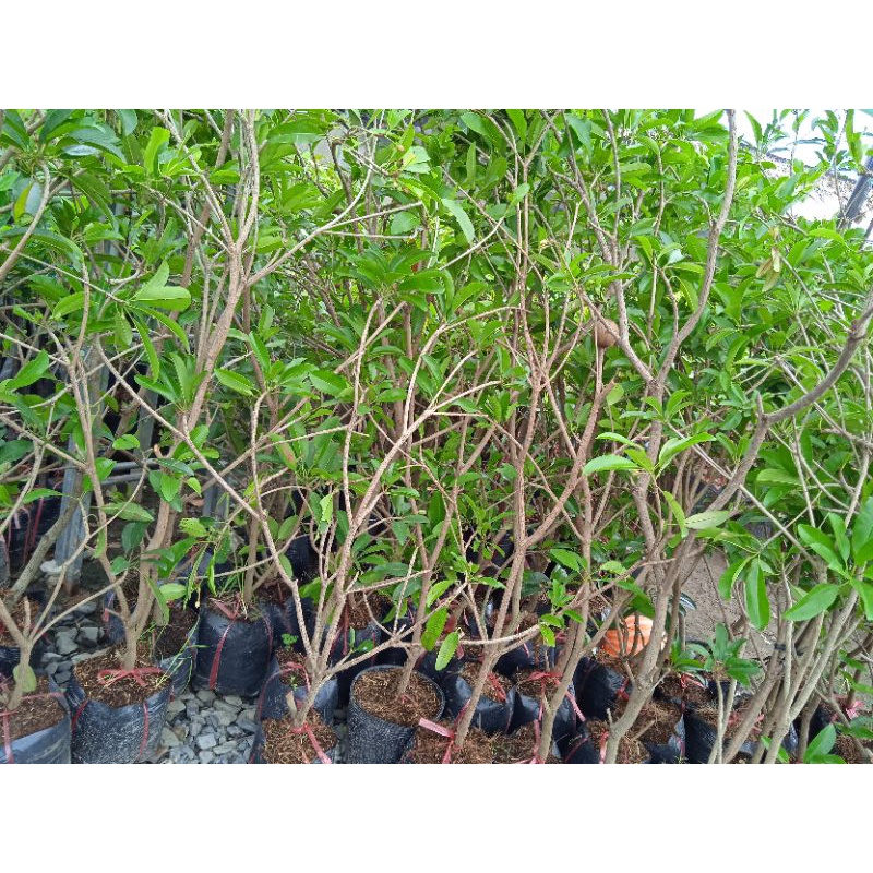 cây sapoche( cây hồng xiêm)