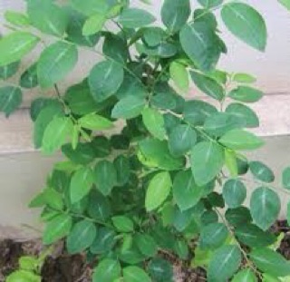 Hạt giống rau ngót