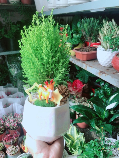 Chậu Cây Tùng Thơm Để Bàn