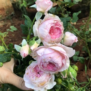 Cây giống hoa Hồng mon couer