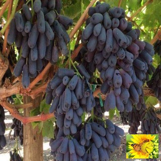 Hạt giống nho ngón tay 10 hạt