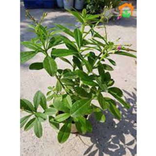20 Hạt Giống Sâm Đất ( Thổ Sâm ) - (Talinum.Crassifolium,Willd)