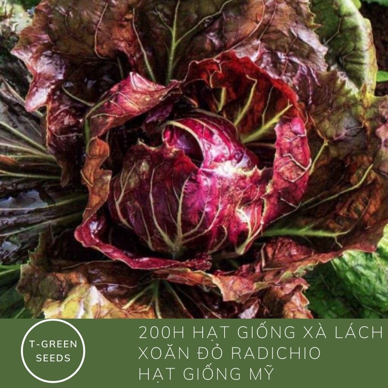 Hạt giống xà lách xoăn đỏ radichio