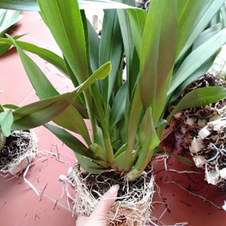 Hoa phong lan vũ nữ cam lửa