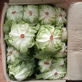 Sà lách búp đà lạt 300g
